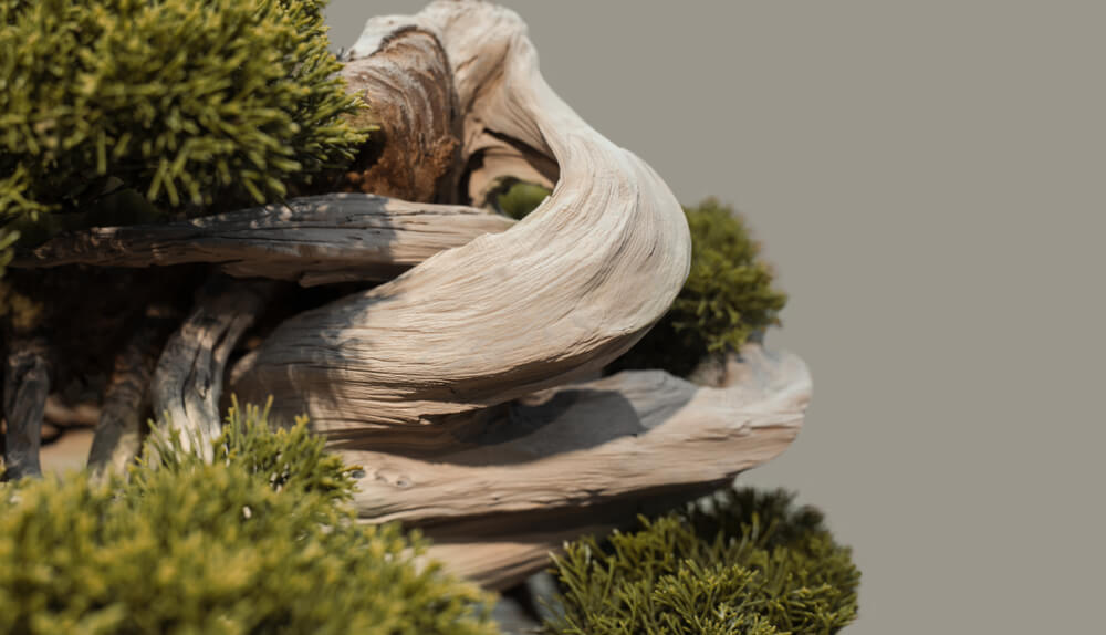 bonsai types scots pine