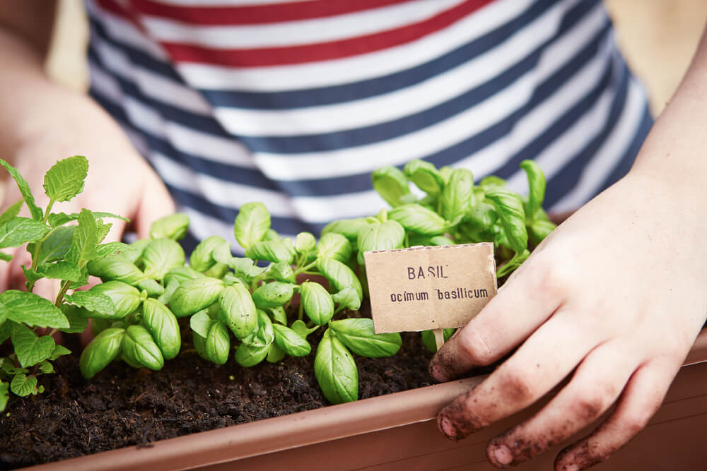 balcony garden benefits
