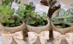 Rustic-style plant pots.