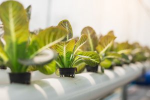 Easy Ways to Start a Hydroponic Garden