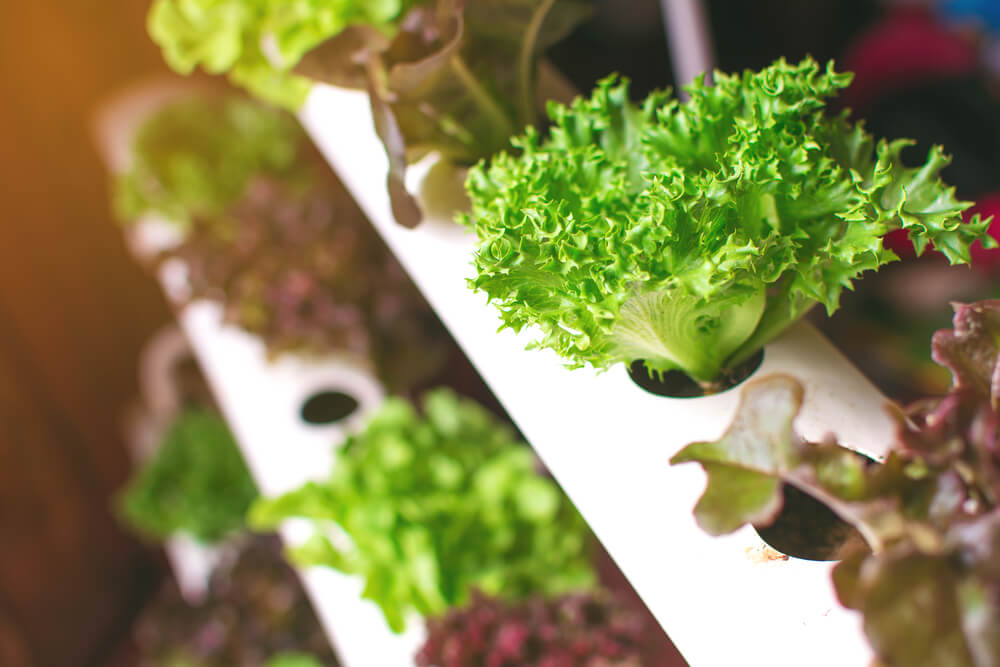 hydroponic garden benefits