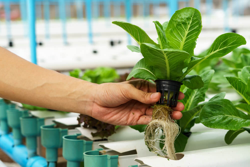 hydroponic garden research