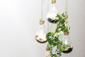 DIY terrarium with recycled light bulbs.
