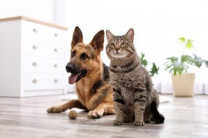 How to Stop your Pet from Destroying your Home