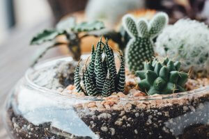 Succulents and cacti.