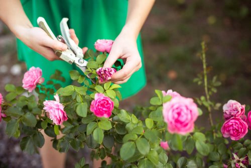 Pruning Your Garden: Learn With Us