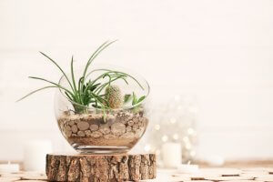 DIY terrarium.