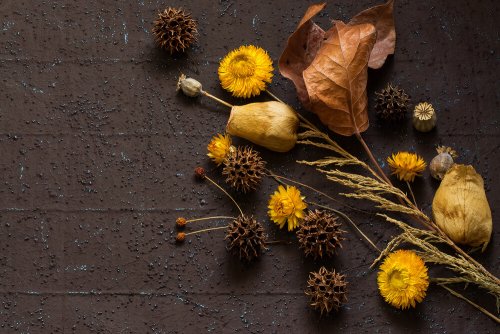 An assortment of dried flowers.