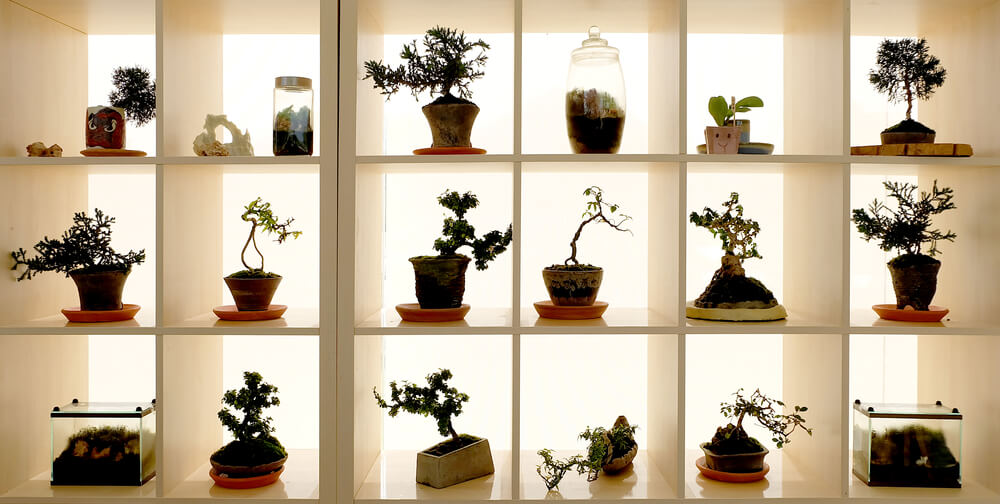 bonsai trees aesthetic concept