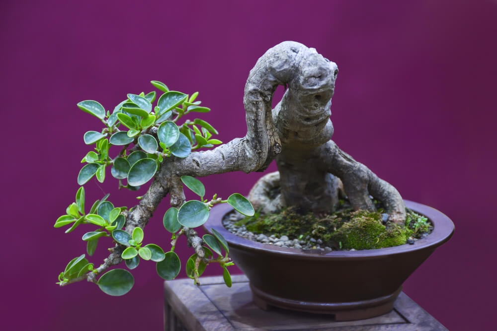 bonsai trees indoor species