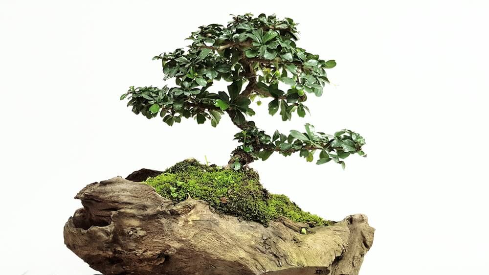 bonsai trees species
