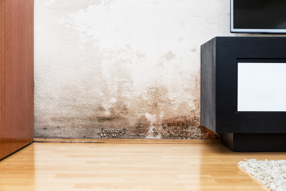 Types of Moisture Problems that Can Affect Your Walls - Decor Tips