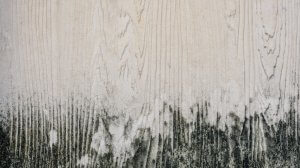 Removing Mold From Wood