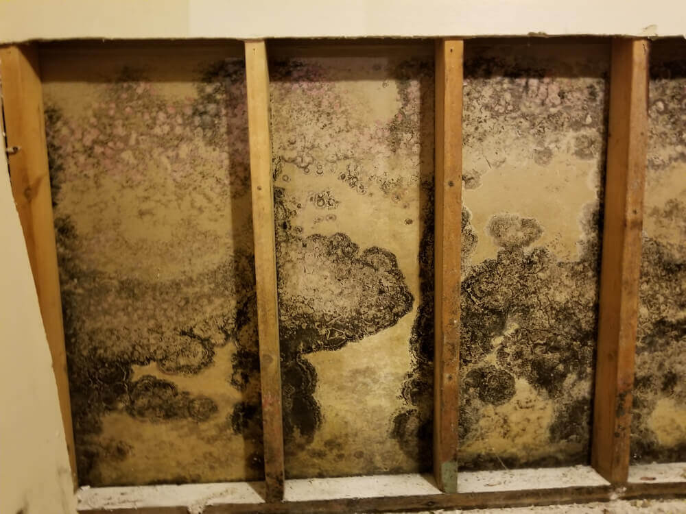 mold wood humidity
