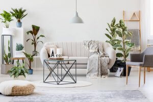 Basic Plant Care to Keep Yours Looking Gorgeous!