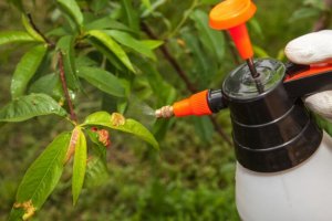 Basic plant care can also involve using pesticide sprays. 
