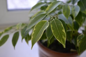 Aspidistra is a popular indoor plant species.