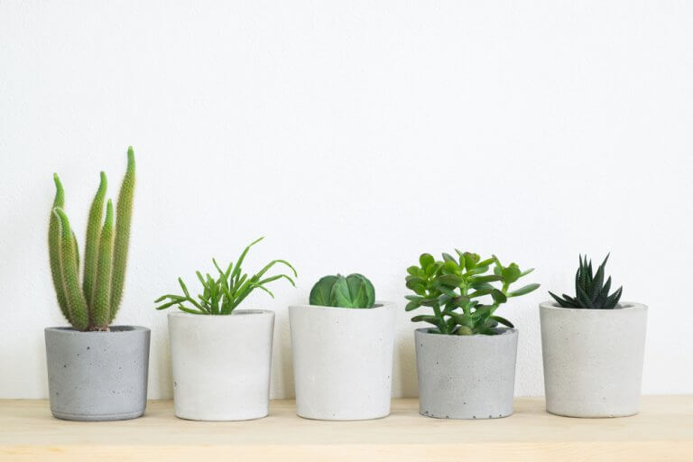 3 Indoor Plant Species That Are Perfect for Your Home