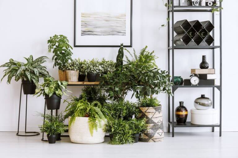 Indoor plants are a crucial part of the decor in a happy house