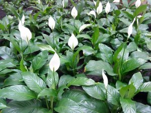 Spathiphyllum are said to help purify the air.