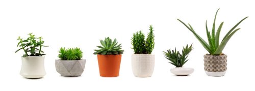 Plants that Eliminate Toxins and Purify the Air