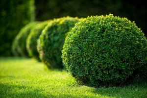 Round shrubs.