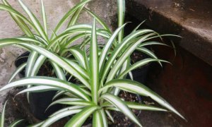 Spider plants can purify the air of carbon monoxide and formaldehyde.