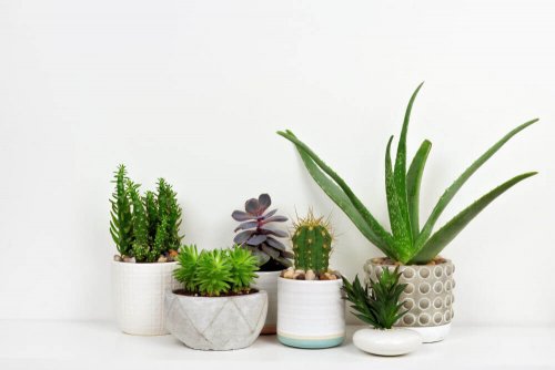 Succulents - A New Natural Obsession