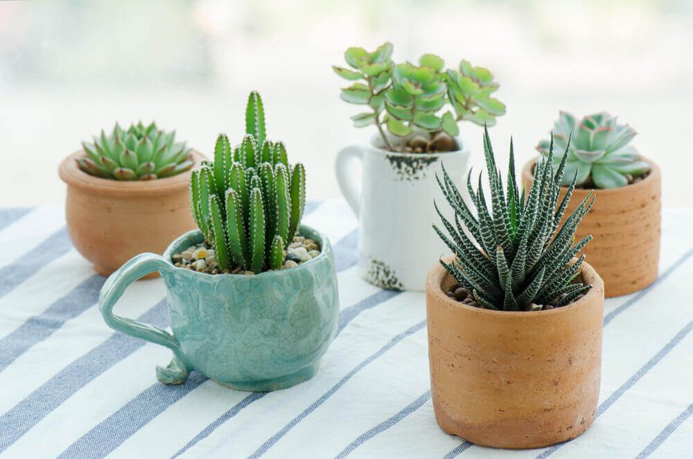 succulents more