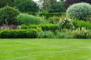 Landscape gardening: how to combine plants.