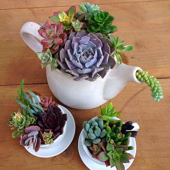 succulents for living stone or lithops 