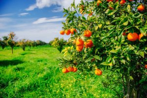 Growing Your Own Fruit Trees - The Basics