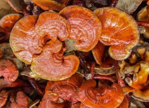 The lingzi mushroom, Ganoderma lucidum.