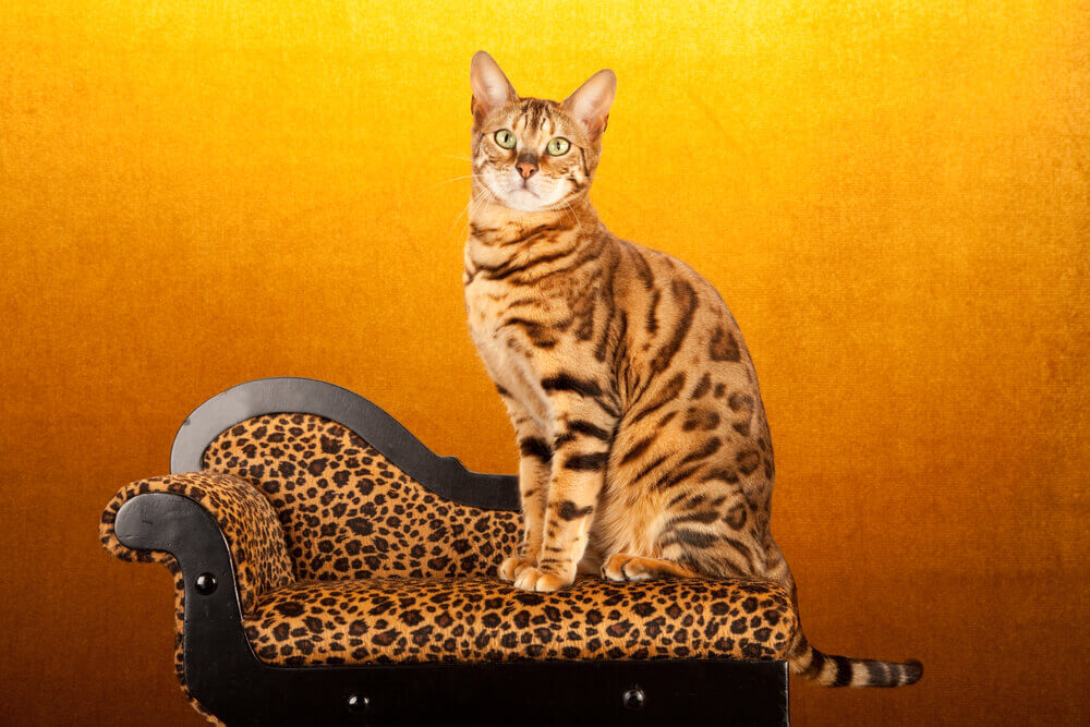 leopard print impact