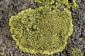 Lichen.