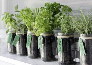 Growing herbs in mason jars.