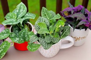 How to Repurpose Old Coffee Mugs