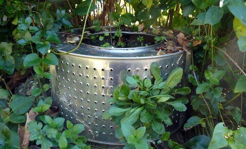A flower pot made out of a drum.