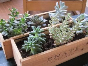 Wine crate planters.