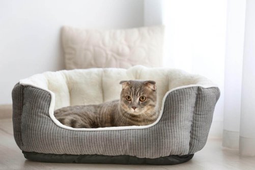 A cat with a bed which helps makes you home a pet-proof and pet-friendly home.
