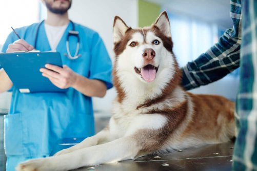 A dog getting a check up at the veterinarians office.