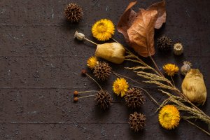 Brown and yellow dried leaves and flowers