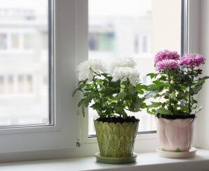 Plants on the window sill