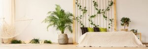 Plants give your home light and color