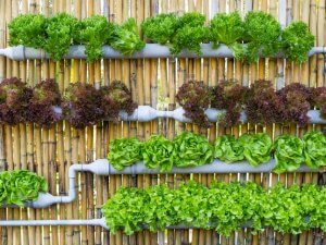 Embracing Smart Landscaping for Sustainable Living