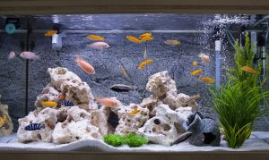 An aquarium.