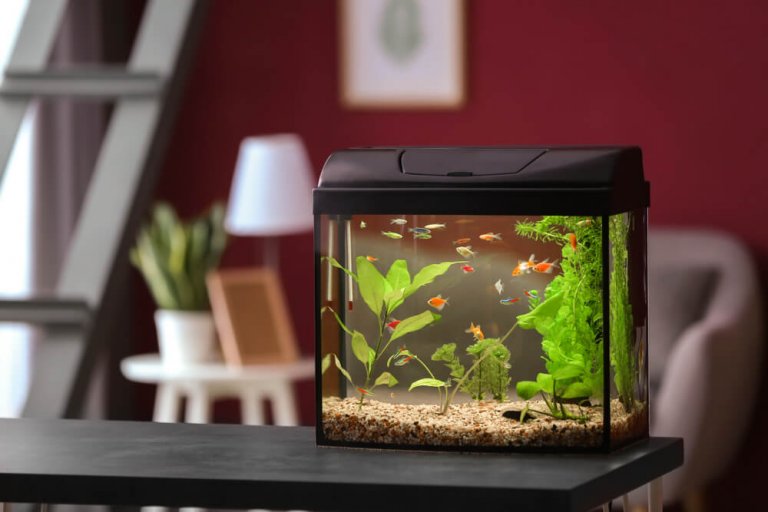 How to Decorate Your Fish Tank - Designs and Resources
