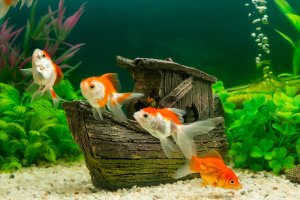 A fish tank.