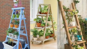 Use an old ladder to hold your plants.