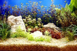 Fish tank plants.